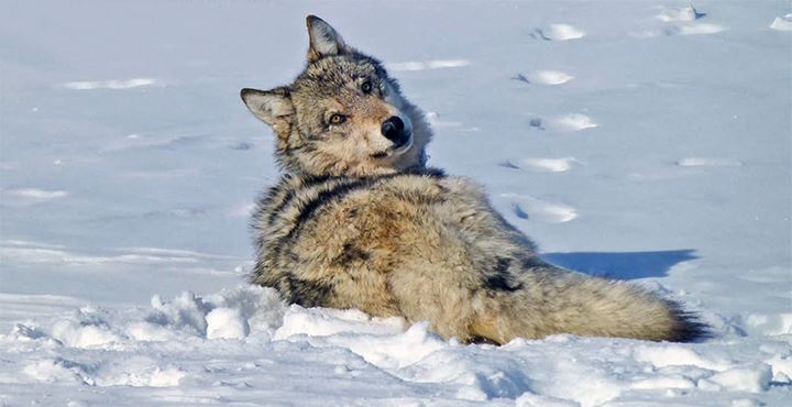 Gray wolf in the snow. Source-U.S. Fish and Wildlife Service