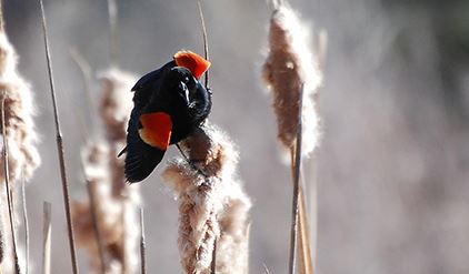 A male red-winged blackbird displays its colors in the Glassier Open Space marsh