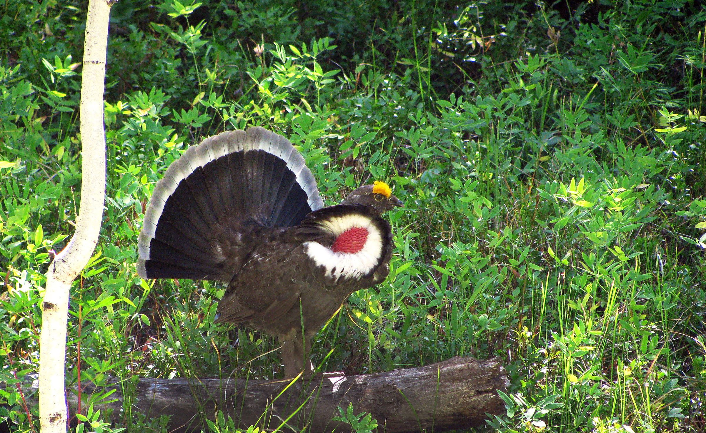 A male Dusky grouse in full display on the Hunter Creek Cutoff is hard to miss