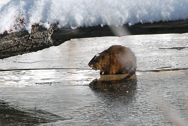 A muskrat perches above the water at North Star on an early winter day.