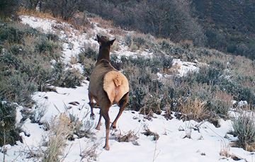 A female elk trots through sagebrush, away from the camera.
