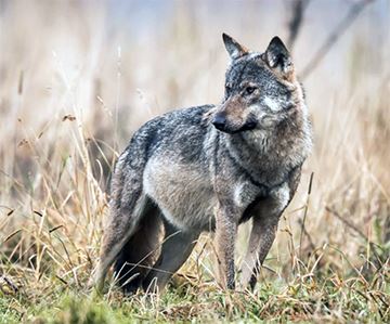 A gray wolf stands alert in dried grass.