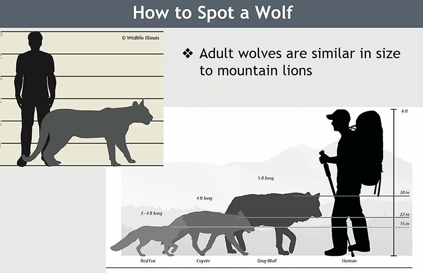 A graphic depicting the size of a wolf compared to a human, a mountain lion, coyote and fox.