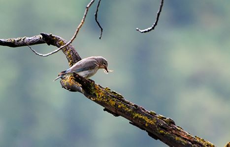 female bluebird at NS