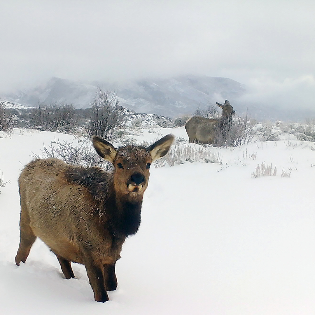 Newsletter - Elk Hunt