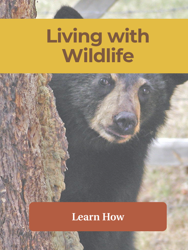 Black bear in the background, text overlay: Living with Widlife