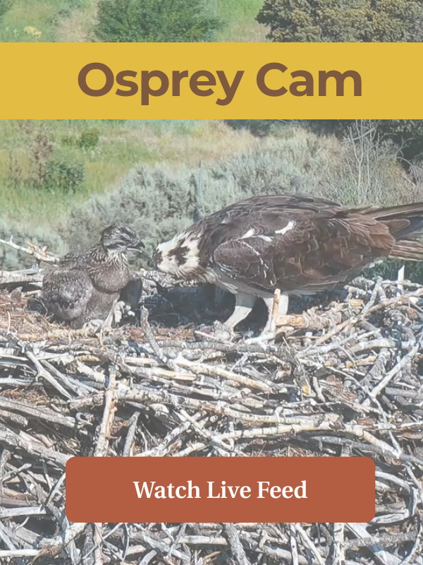 Two osprey in the background, text overlay: osprey cam