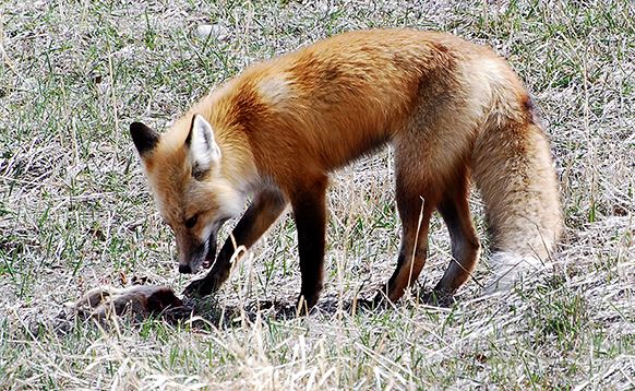 Red fox at Glassier Open Space