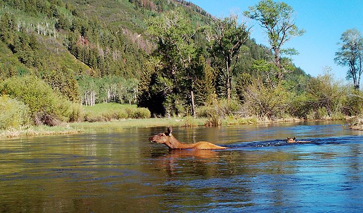 An elk and her calf cross the river at North Star Nature Preserve.