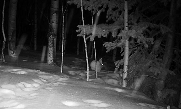 An image of a snowshoe hare in snow, near trees, in the dark.